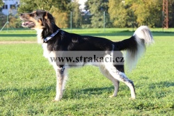 1538 Bastien