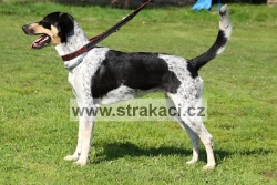 1563 Cikorka