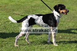 1595 Drahu�ka