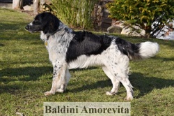 1644 Baldini