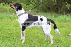 1861 Jasn�nka