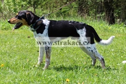1901 Bandolero