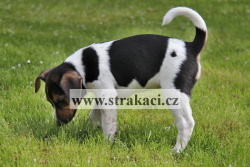 1944 Bor�vka