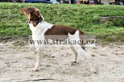 2010 Cilka