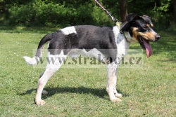 2109 Fabi�n