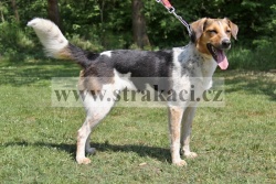 2118 Malenka