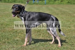 2156 Arinka