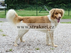 2158 Bal�nek