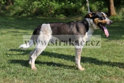 2169 Ar�ni