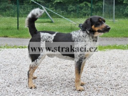2176 Aramis