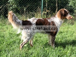 2204 Noemi
