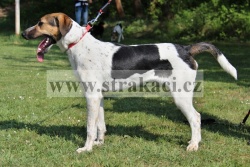 2213 Bob�k