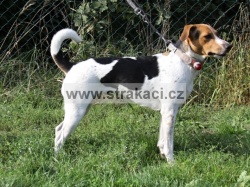 2260 Bezinka