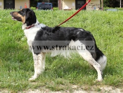2282 Baccara