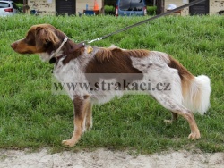 2288 Gro�