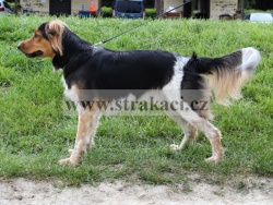 2316 Dens Dulcis
