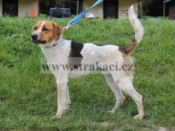 2331 Cip�sek