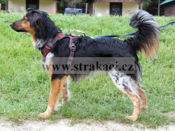 2338 Amarok