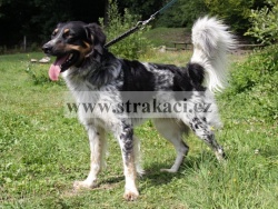 2415 Bal�
