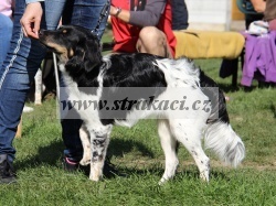 2438 Josta