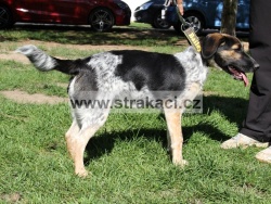 2457 Bigb�t