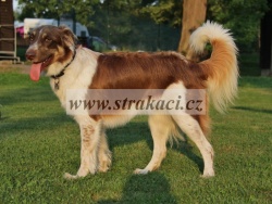 2474 Claudia