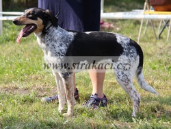2482 Bramb�rka