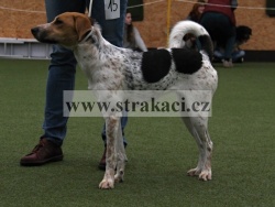 2541 Cvi�ka