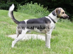 2543 Raff