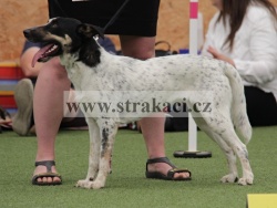 2595 Dorotka