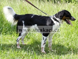 2612 Cirkul�rka