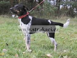 2614 Laurus