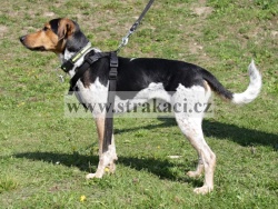 2625 Bandi