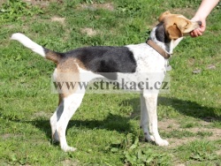 2641 Catja Della