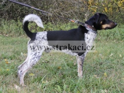 2662 Dobby