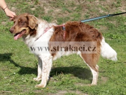 2684 Coco