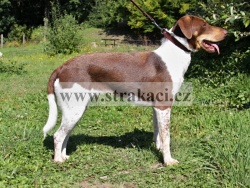 2688 Catara