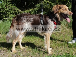 2725 Fenom�n