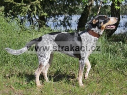 2742 Medu�ka