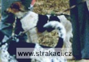 278 Am�lka