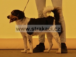 2895 Ajda