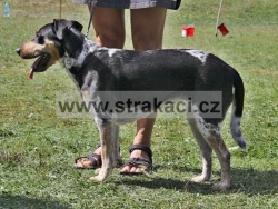 2922 Gema