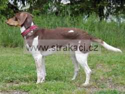 2967 Am�lka