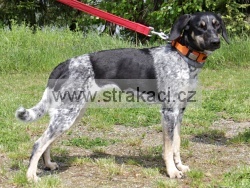 2994 Arya
