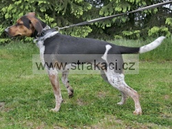 2995 Barnab�