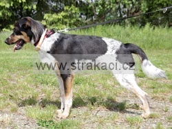 3007 Ane�ka
