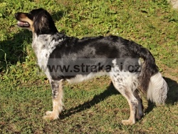 3037 Gal�rka