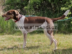 3071 Copka