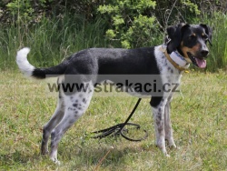 3080 An�zka