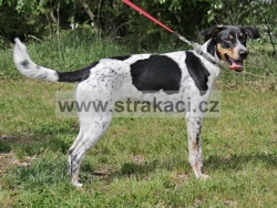 3136 �ekanka
